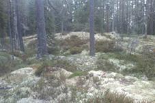 Utsikt från min fikaplats.