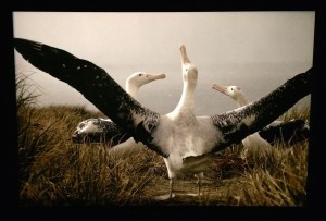 Albatrosser