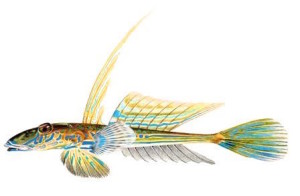 fisken-kopia